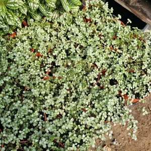 Pilea Aquamarine Live Plant - Pilea Glauca Indoor Houseplant, 2in or 4in Pot - Image 3