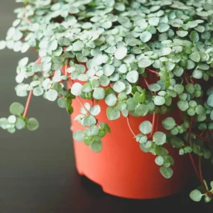Pilea Aquamarine Live Starter Plant - Unique Indoor Houseplant - Image 1