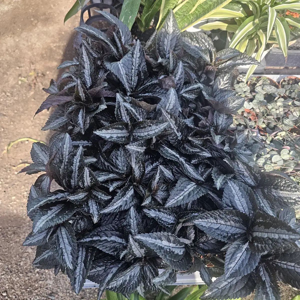 Pilea Bronze Aluminum Live Plant – Pilea Cadierei – 2in Pot – Indoor Foliage - Image 2