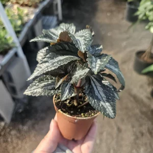 Pilea Bronze Aluminum Live Plant – Pilea Cadierei – 2in Pot – Indoor Foliage - Image 3