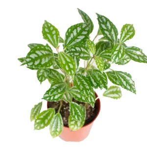 Pilea Cadierei Live Plant – Aluminum Plant – 4 inch Pot – Indoor Foliage - Image 2