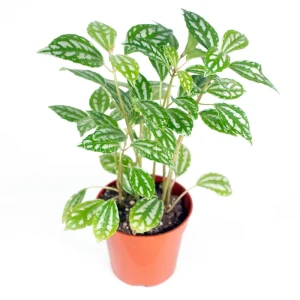 Pilea Cadierei Live Plant – Aluminum Plant – 4 inch Pot – Indoor Foliage - Image 1