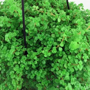 Pilea depressa Baby Tears Live Plant – 3.7 inch Pot – Indoor Trailing Houseplant - Image 3