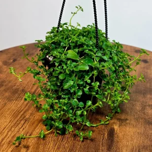 Pilea depressa Baby Tears Live Plant - 4