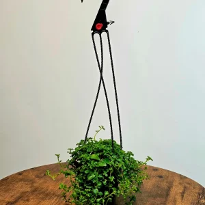 Pilea Depressa 'Baby Tears' Live Plant – 4