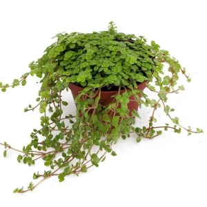 Pilea depressa Live Plant – Baby Tears – Tiny Tears – 2.5 inch Pot – Indoor - Image 1