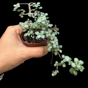 Pilea Glauca Blue Baby Tears Live Plant - 2 Inch Nursery Pot - Indoor Houseplant - Image 1