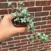 Pilea Glauca Live Plant - Blue Baby Tears in 2" Grow Pot - Pet Friendly - Image 1