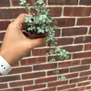 Pilea Glauca Live Plant - Blue Baby Tears in 2