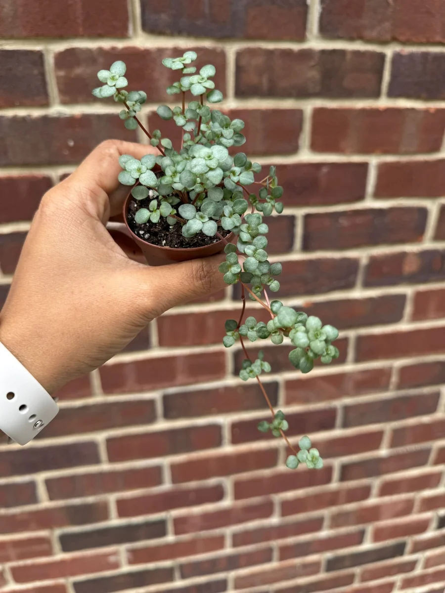 Pilea Glauca Live Plant - Blue Baby Tears in 2" Grow Pot - Pet Friendly - Image 2