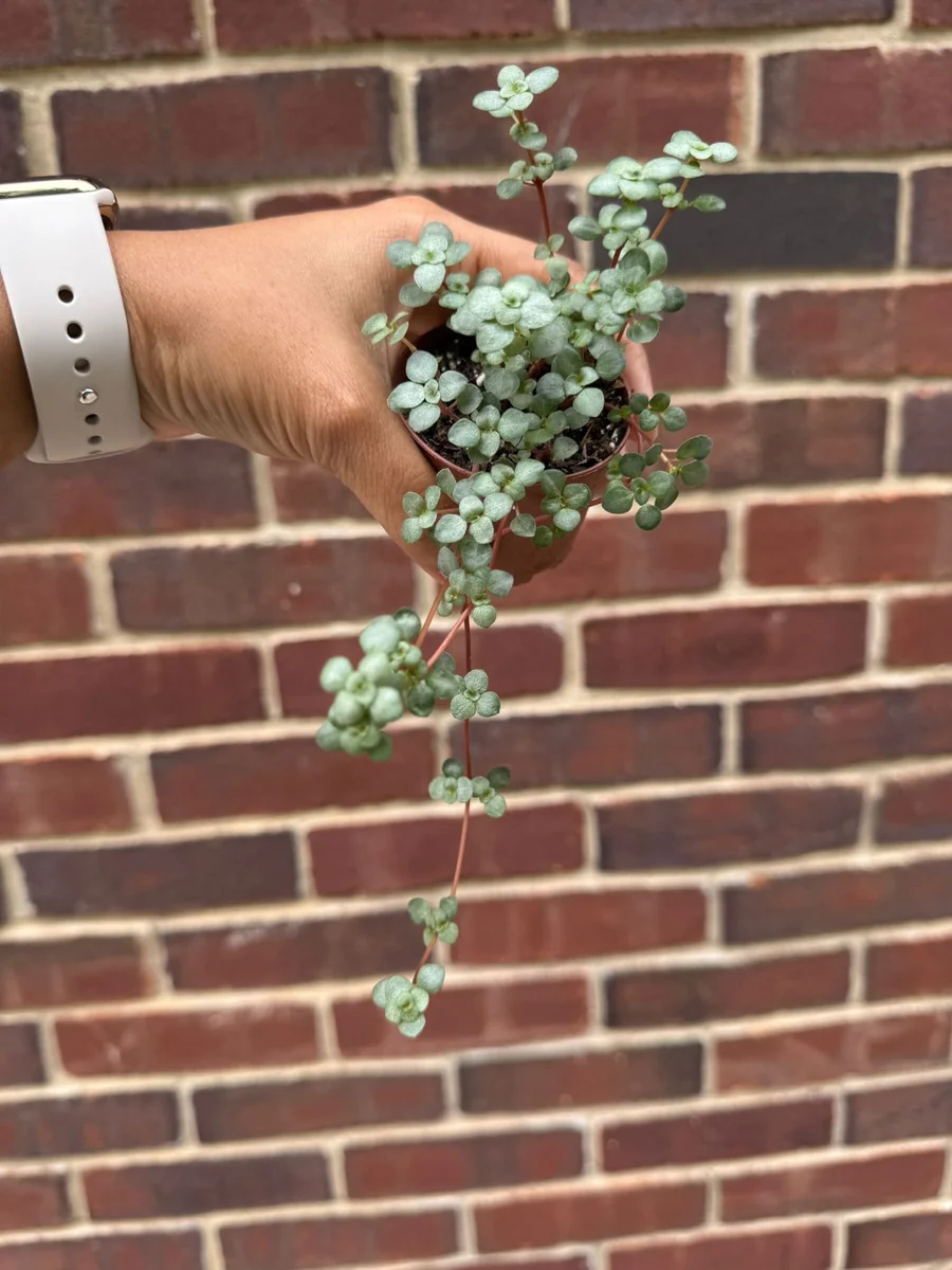 Pilea Glauca Live Plant - Blue Baby Tears in 2" Grow Pot - Pet Friendly - Image 3