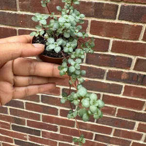 Pilea Glauca Live Plant - Blue Baby Tears in 2