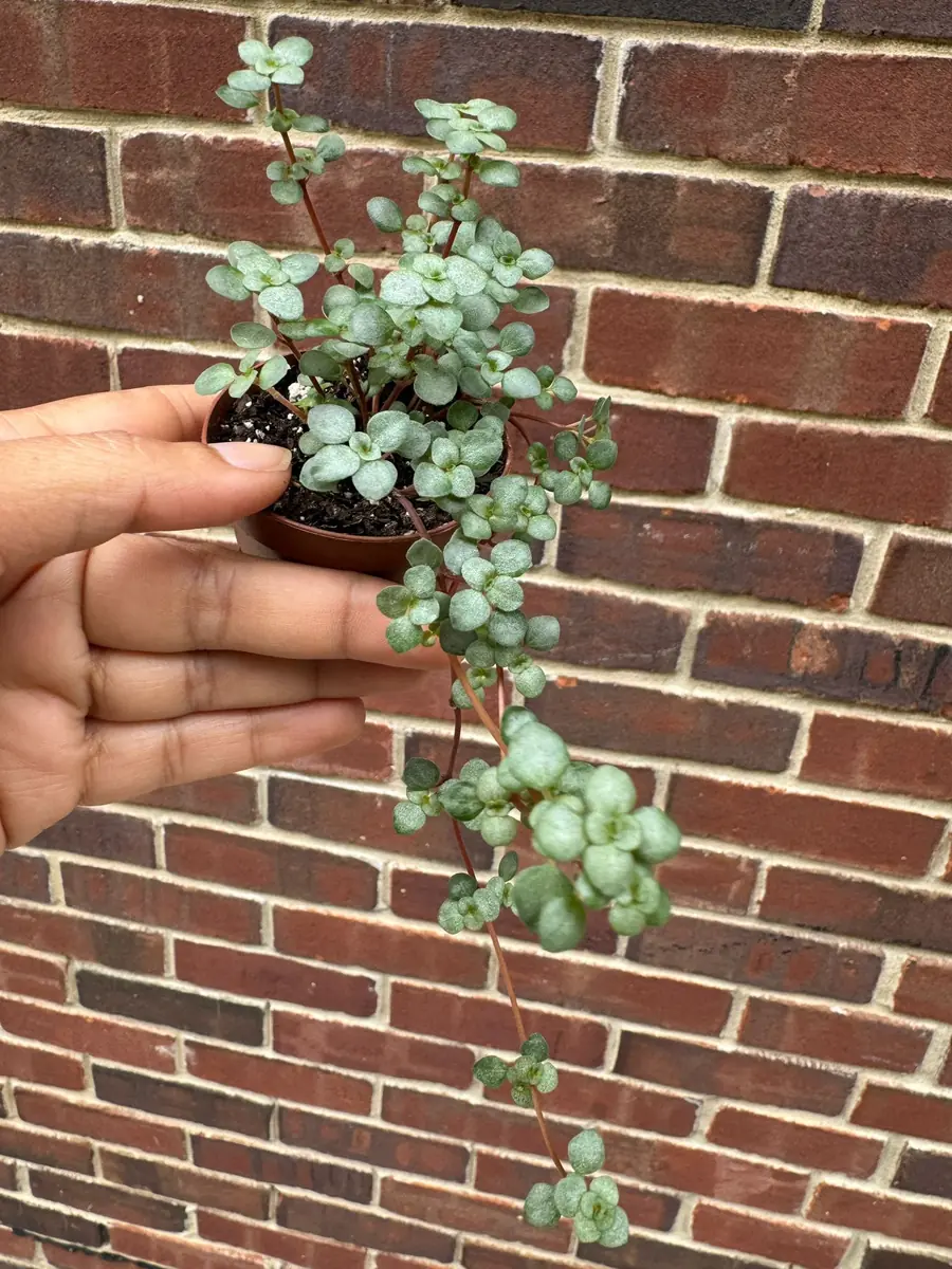 Pilea Glauca Live Plant - Blue Baby Tears in 2" Grow Pot - Pet Friendly - Image 4
