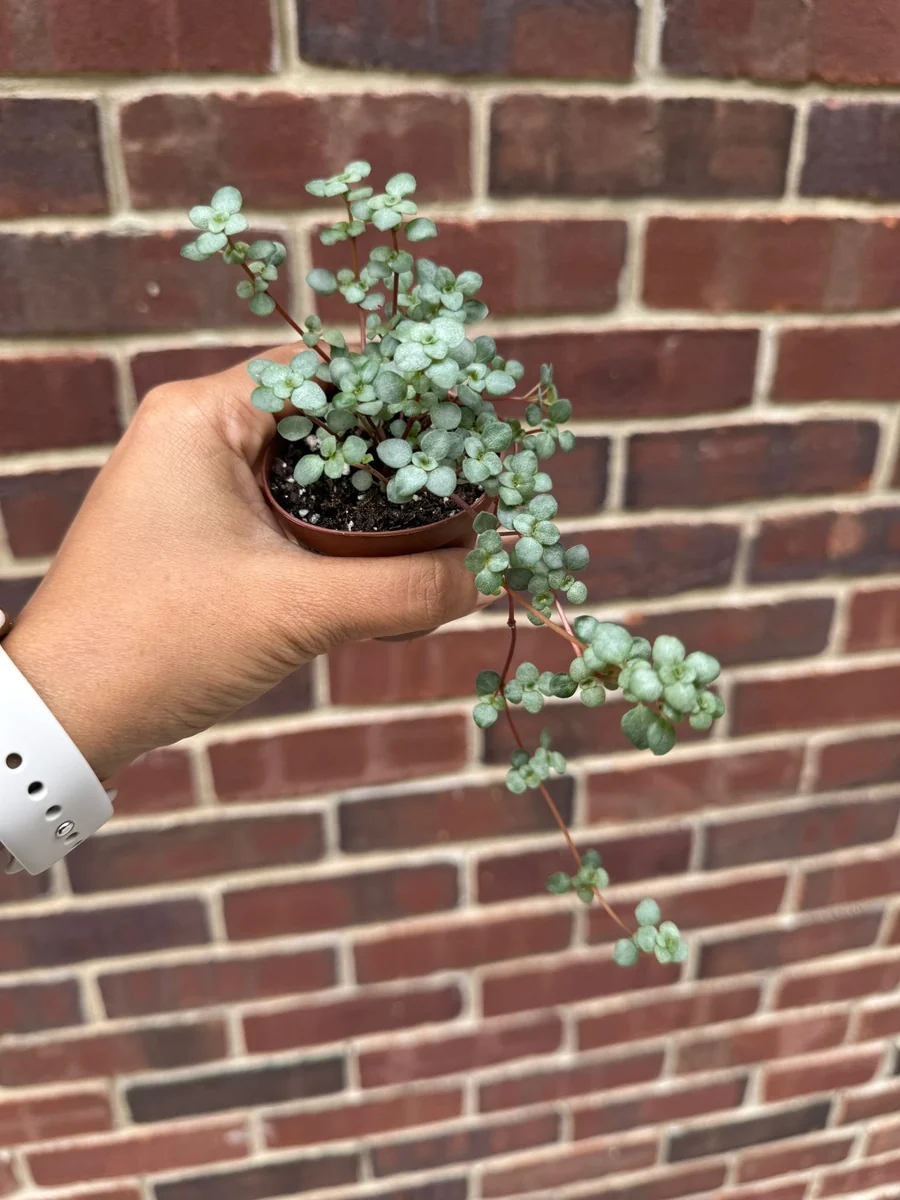 Pilea Glauca Live Plant - Blue Baby Tears in 2" Grow Pot - Pet Friendly - Image 5