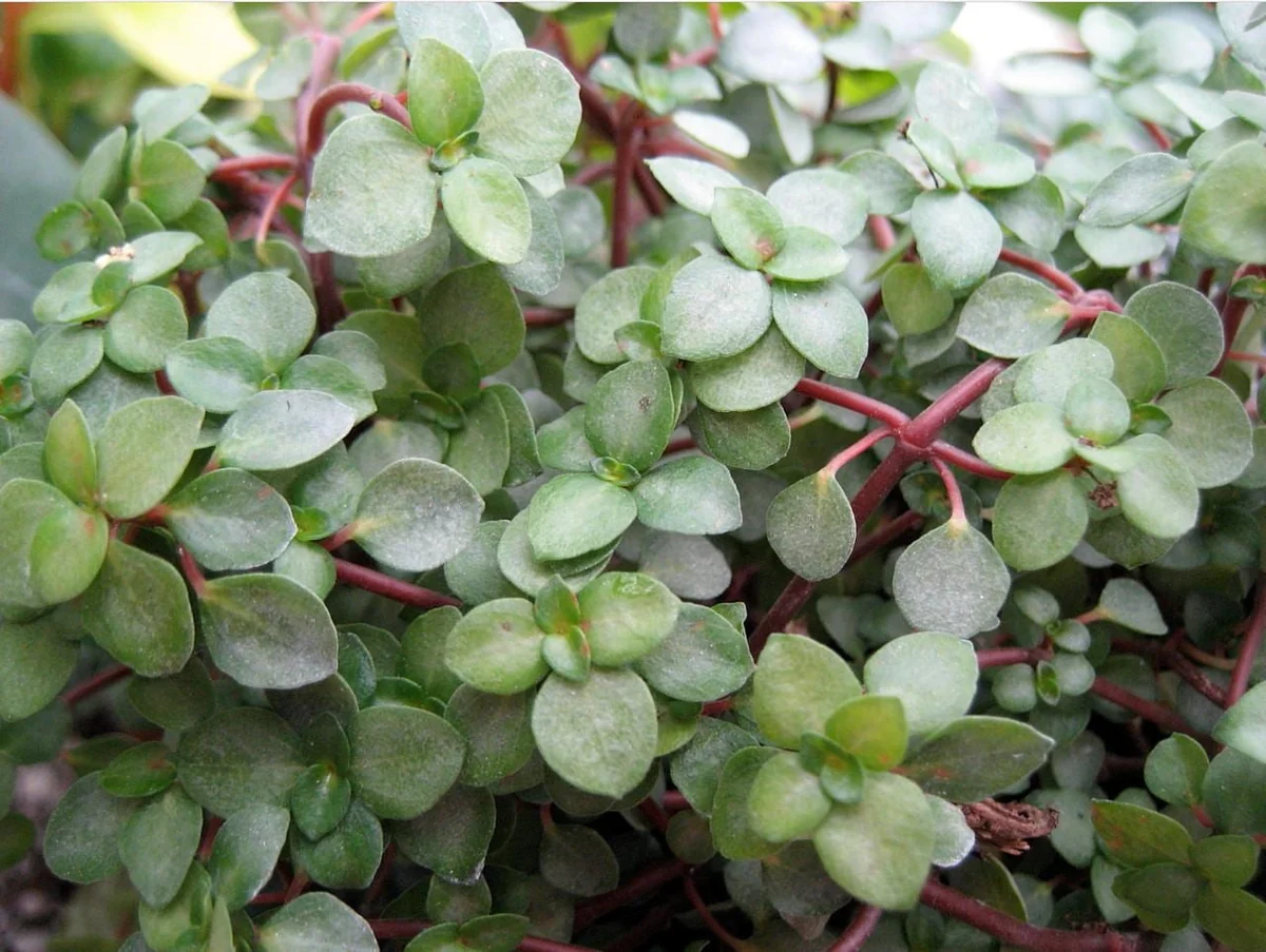 Pilea Glauca Plant – Blue Baby Tears Live Plant – 2.5 inch Pot – Indoor - Image 2