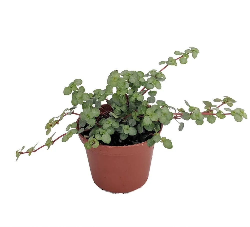 Pilea Glauca Plant – Blue Baby Tears Live Plant – 2.5 inch Pot – Indoor - Image 1