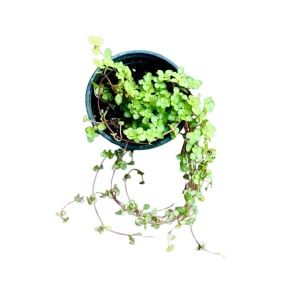 Pilea Glauca Plant - Blue Baby Tears Live Plant 4