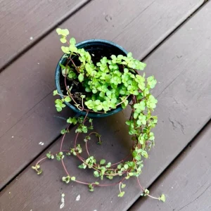 Pilea Glauca Plant - Blue Baby Tears Live Plant 4