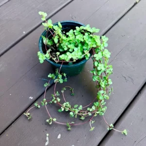 Pilea Glauca Plant - Blue Baby Tears Live Plant 4