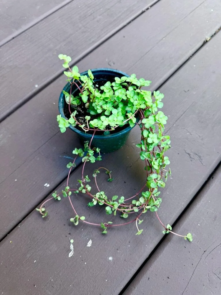 Pilea Glauca Plant - Blue Baby Tears Live Plant 4" Nursery Pot - Indoor Houseplant - Image 6