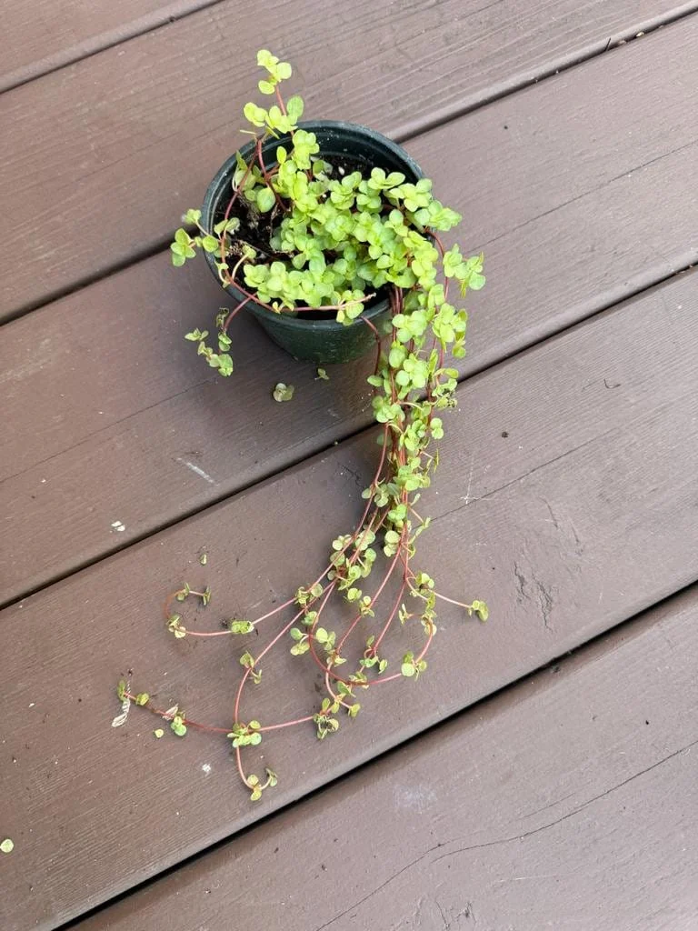 Pilea Glauca Plant - Blue Baby Tears Live Plant 4" Nursery Pot - Indoor Houseplant - Image 7