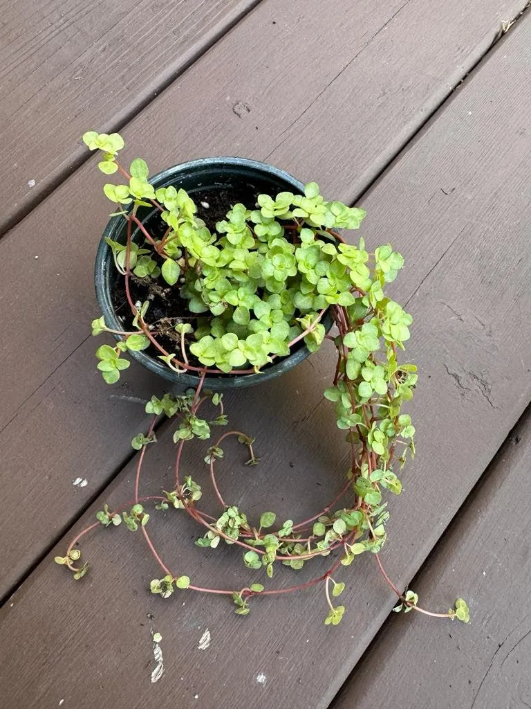 Pilea Glauca Plant - Blue Baby Tears Live Plant 4" Nursery Pot - Indoor Houseplant - Image 8