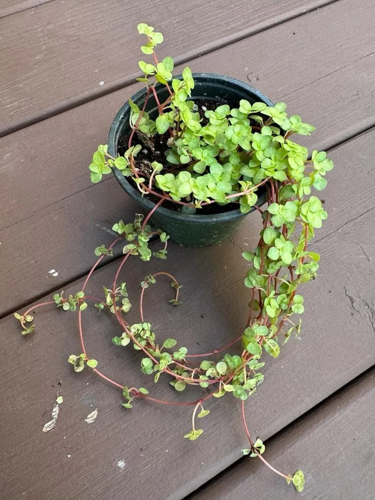 Pilea Glauca Plant - Blue Baby Tears Live Plant 4" Nursery Pot - Indoor Houseplant - Image 9