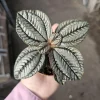 Pilea involucrata 'Moon Valley' Live Plant - Friendship Plant - 2in Pot - Image 1