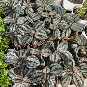 Pilea involucrata 'Moon Valley' Live Plant - Friendship Plant - 2in Pot - Image 2