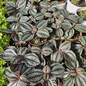 Pilea involucrata 'Moon Valley' Live Plant - Friendship Plant - 2in Pot - Image 4