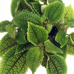 Pilea Mollis 'Moon Valley' Live Plant - Potted Houseplant, 2 inch Pot, Indoor - Image 2