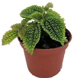 Pilea Mollis 'Moon Valley' Live Plant - Potted Houseplant, 2 inch Pot, Indoor - Image 1