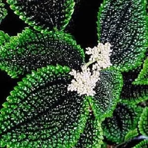 Pilea Mollis 'Moon Valley' Live Plant - Potted Houseplant, 2 inch Pot, Indoor - Image 4