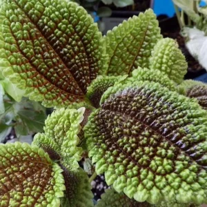 Pilea Mollis 'Moon Valley' Live Plant - Potted Houseplant, 2 inch Pot, Indoor - Image 5