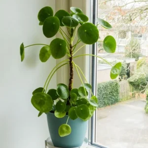 Pilea Peperomioides Live Plant - 4