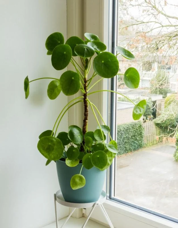 Pilea Peperomioides Live Plant - 4" Pot Chinese Money Plant - Lucky Low Maintenance Houseplant - Image 2