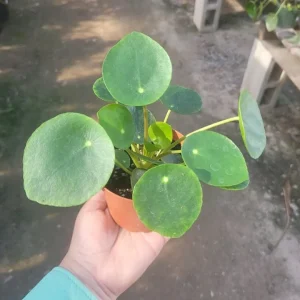 Pilea Peperomioides Live Plant - 4