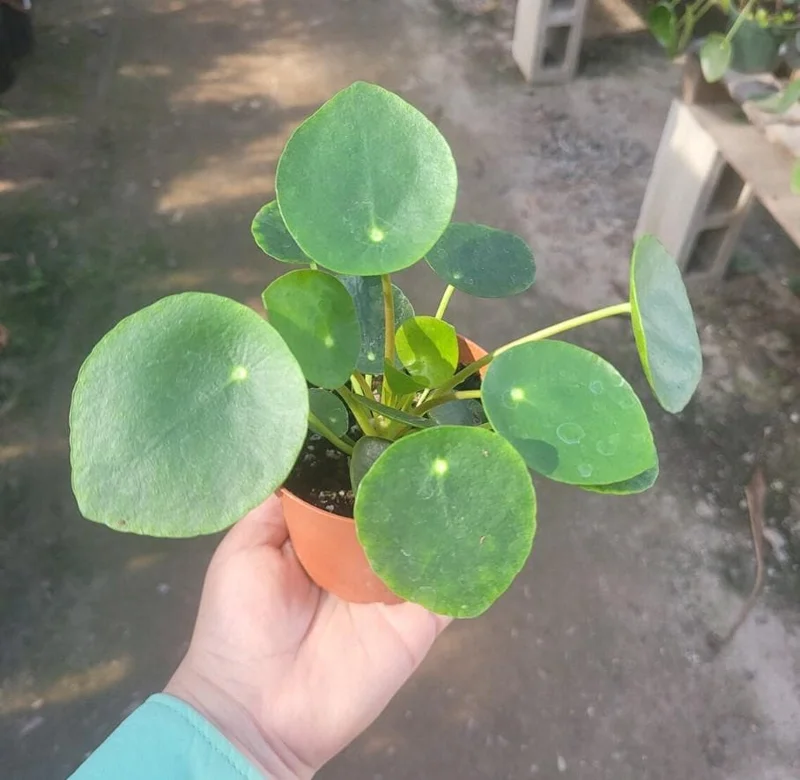 Pilea Peperomioides Live Plant - 4" Pot Chinese Money Plant - Lucky Low Maintenance Houseplant - Image 3