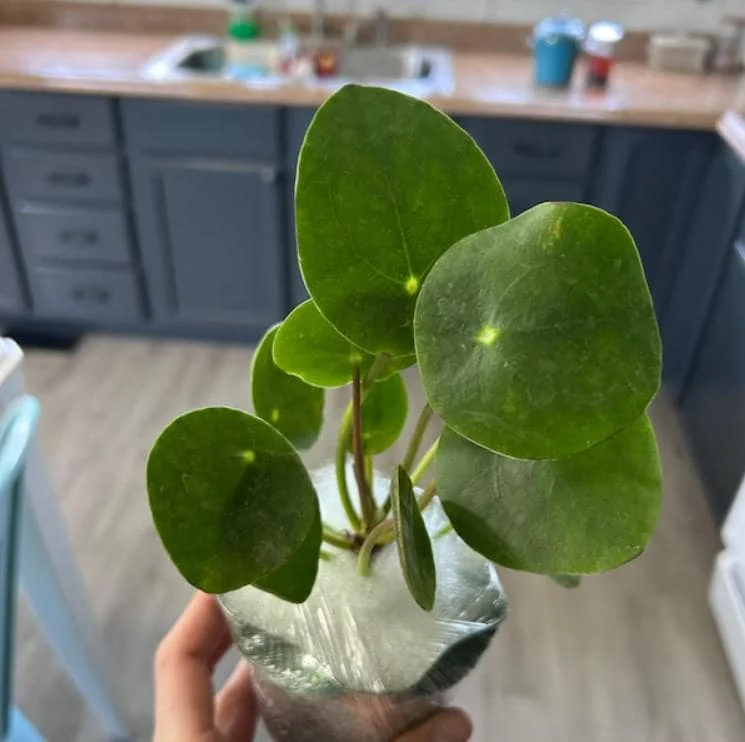 Pilea Peperomioides Live Plant - 4" Pot Chinese Money Plant - Lucky Low Maintenance Houseplant - Image 4