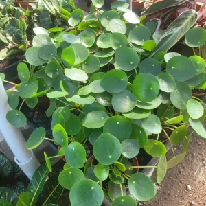 Pilea Peperomioides Live Plant - 4