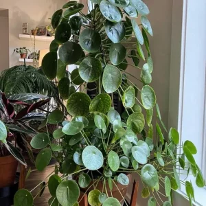 Pilea Peperomioides Live Plant - 4