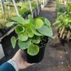 Pilea Peperomioides Live Plant - 6in Pot | Chinese Money Plant | Easy Care Houseplant - Image 1