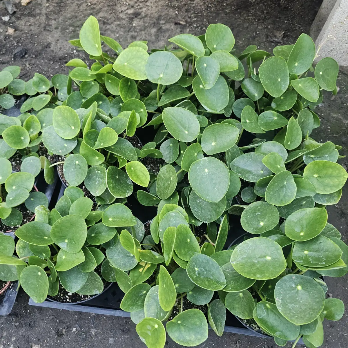 Pilea Peperomioides Live Plant - 6in Pot | Chinese Money Plant | Easy Care Houseplant - Image 2