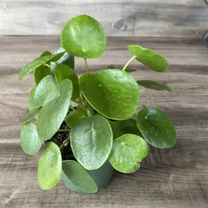 Pilea Peperomioides Live Plant - Chinese Money Plant in 4