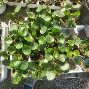 Pilea Peperomioides Live Plant – Chinese Money Plant – UFO Plant – Easy Care Houseplant – 2in or 4in Pot - Image 2