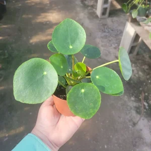 Pilea Peperomioides Live Plant – Chinese Money Plant – UFO Plant – Easy Care Houseplant – 2in or 4in Pot - Image 3