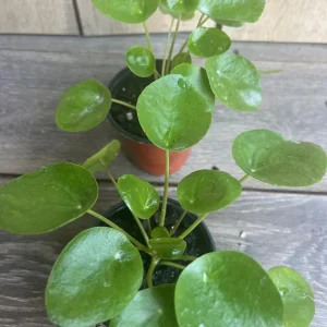 Pilea Peperomioides Live Plant - Chinese Money Plant in 4