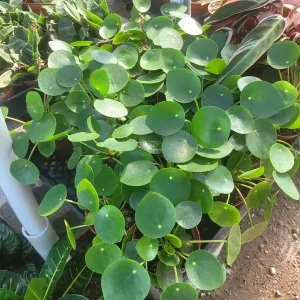 Pilea Peperomioides Live Plant – Chinese Money Plant – UFO Plant – Easy Care Houseplant – 2in or 4in Pot - Image 4