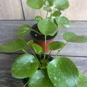 Pilea Peperomioides Live Plant - Chinese Money Plant in 4