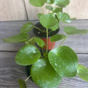 Pilea Peperomioides Live Plant - Chinese Money Plant in 4